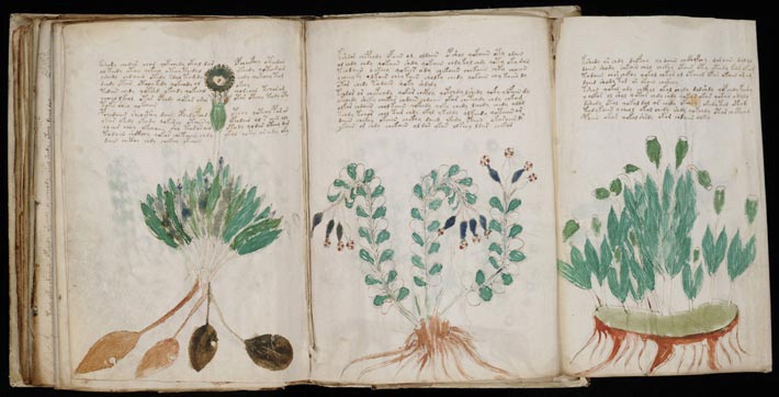 Le manuscrit de Voynich, planches botaniques